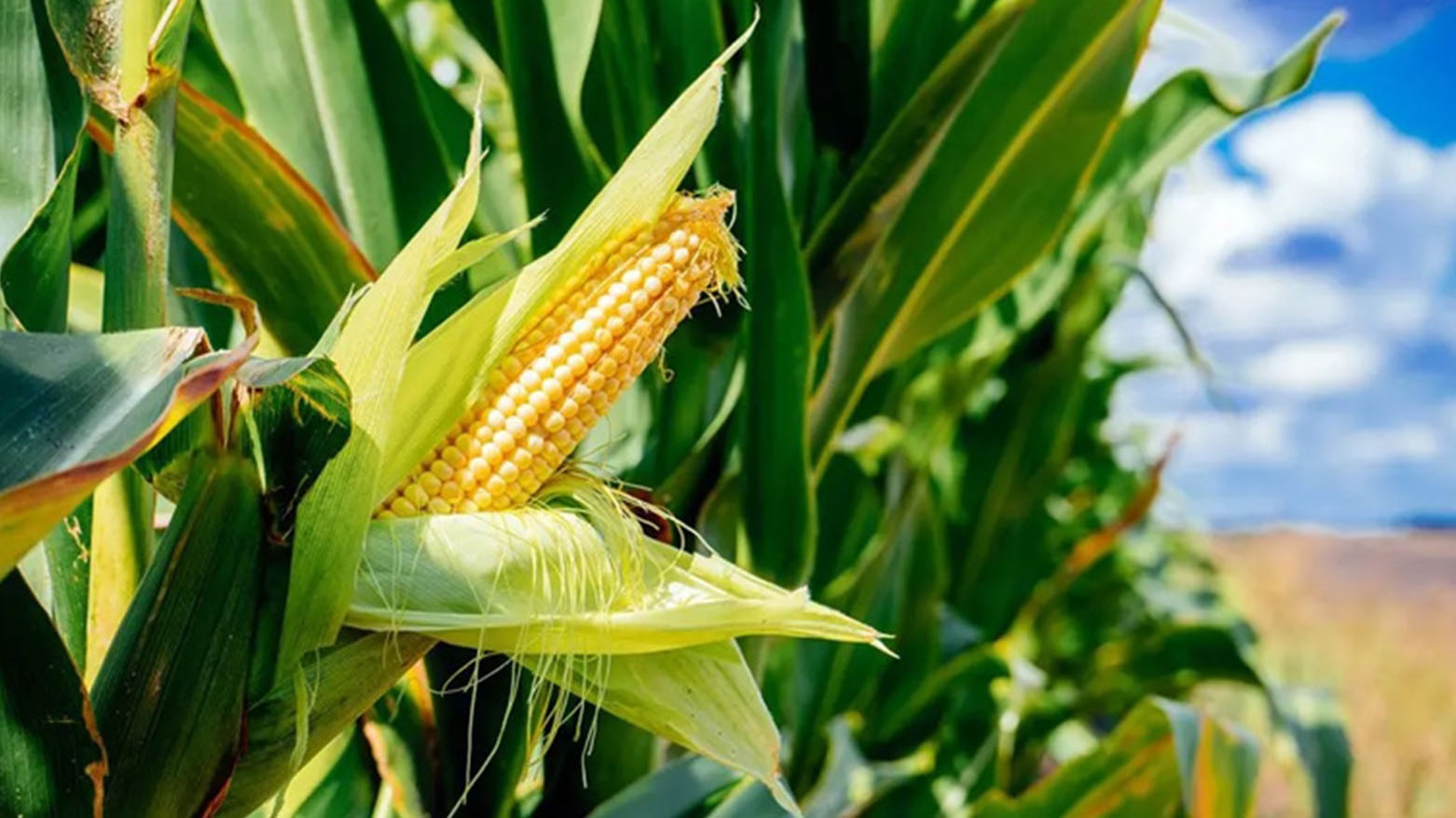 أربيل تمنع زراعة الذرة هذا العام بسبب شح المياه