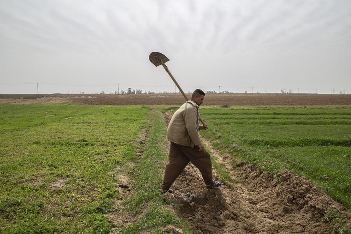 Kirkuk Farmers Welcome Wheat Subsidy but Demand Protection from Military Harassment