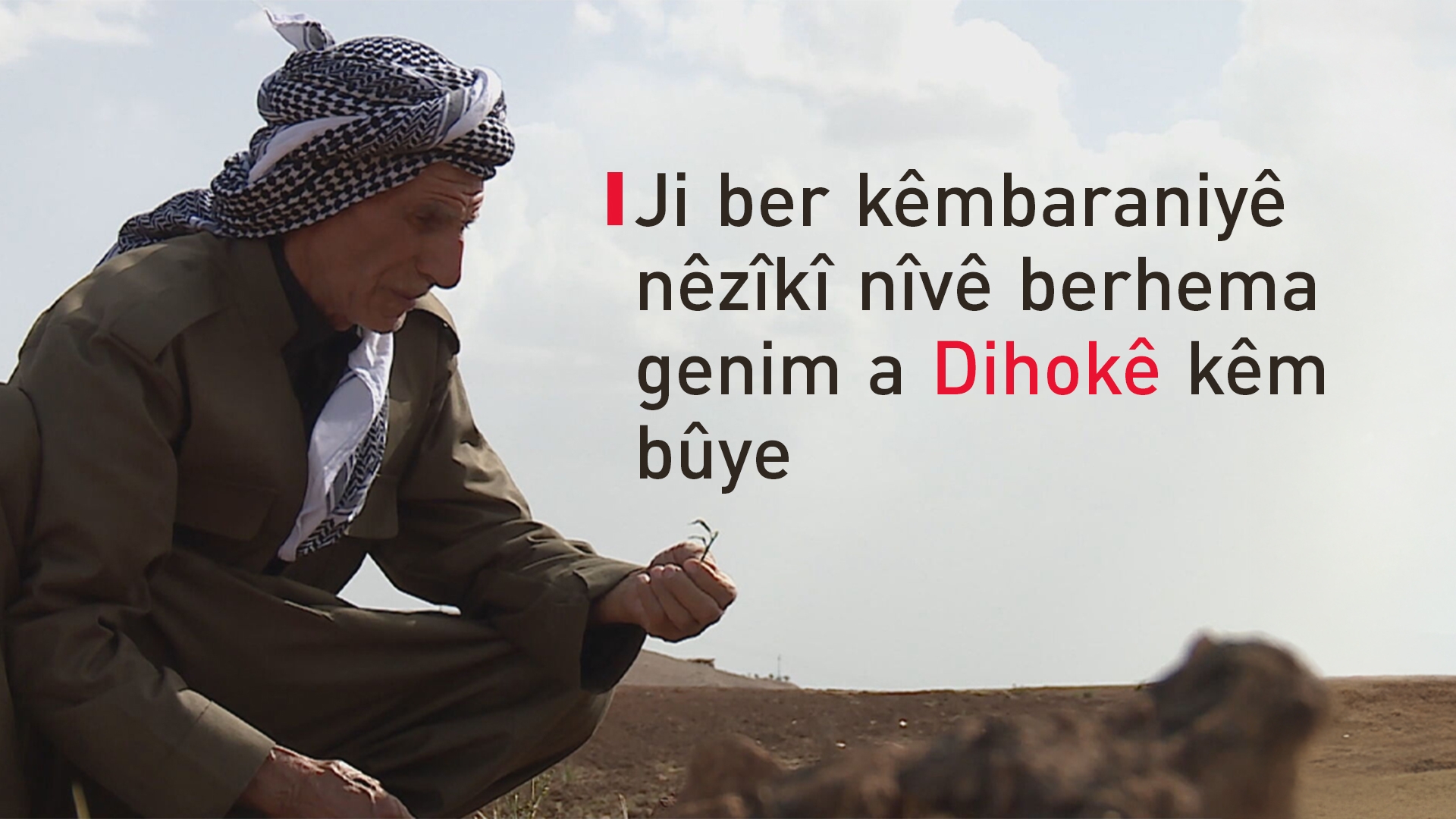 Ji ber kêmbaraniyê nêzîkî nîvê berhema genim a Dihokê kêm bûye