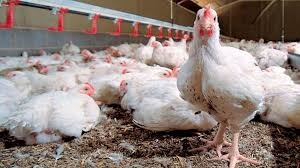 الحل لدى بغداد.. خسائر بقيمة 10 مليارات دينار تلحق بمربي دواجن كوردستان