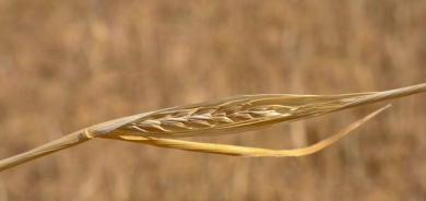 قلة الأمطار تعرّض فلاحي كويسنجق لخسائر مالية تتجاوز 16 مليار دينار