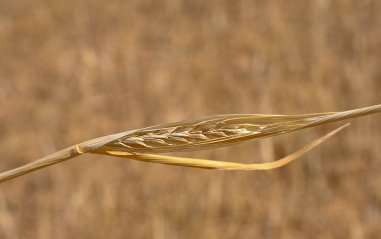 قلة الأمطار تعرّض فلاحي كويسنجق لخسائر مالية تتجاوز 16 مليار دينار