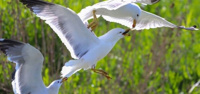 Masiyên Gola Wanê koç dikin lê qaqlîbaz di kemînê de ne