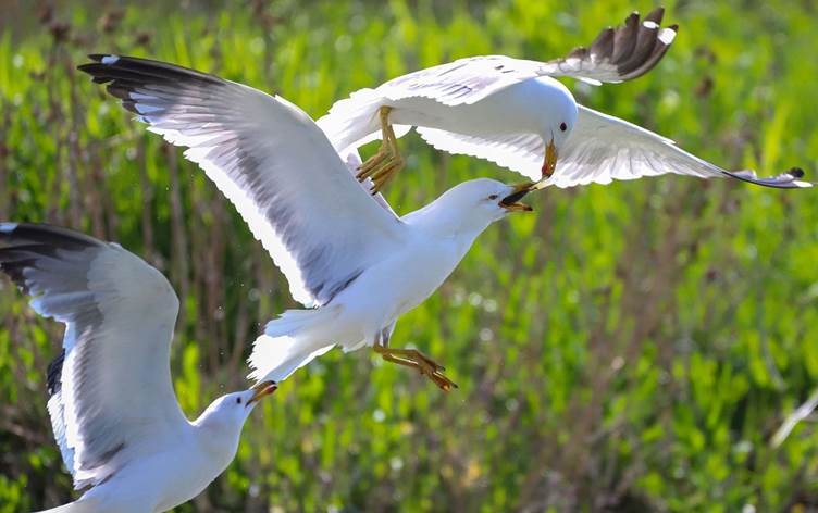 Masiyên Gola Wanê koç dikin lê qaqlîbaz di kemînê de ne