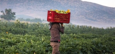 كوردستان.. إجراءات عاجلة لدعم الزراعة وتحديد موعد لتسلم محاصيل المزارعين