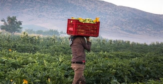 كوردستان.. إجراءات عاجلة لدعم الزراعة وتحديد موعد لتسلم محاصيل المزارعين