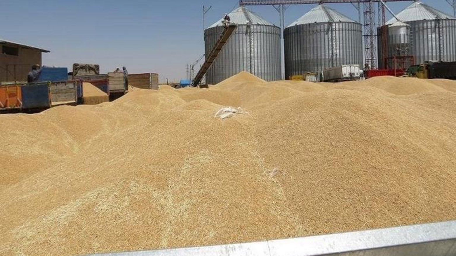 حكومة كوردستان تحدد 10 حزيران موعداً لاستلام القمح من مزارعي الإقليم