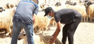 توقيف 10 أشخاص في أربيل بسبب ذبح الأضاحي خارج المسالخ