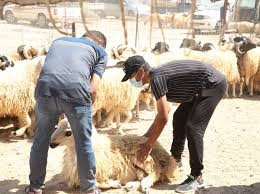 توقيف 10 أشخاص في أربيل بسبب ذبح الأضاحي خارج المسالخ