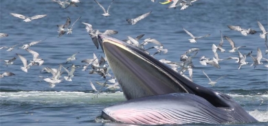 ڕاوكردن بە دەم