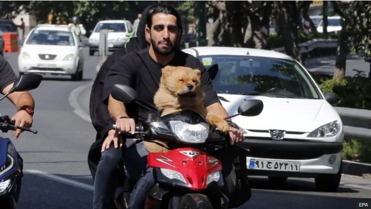 Iran Expands Ban on Dog Walking to Multiple Cities, Citing Public Health Concerns