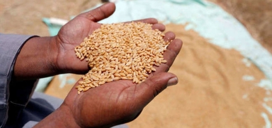 التجارة والصناعة في كوردستان تعلن استلام قمح مزارعي الإقليم غداَ