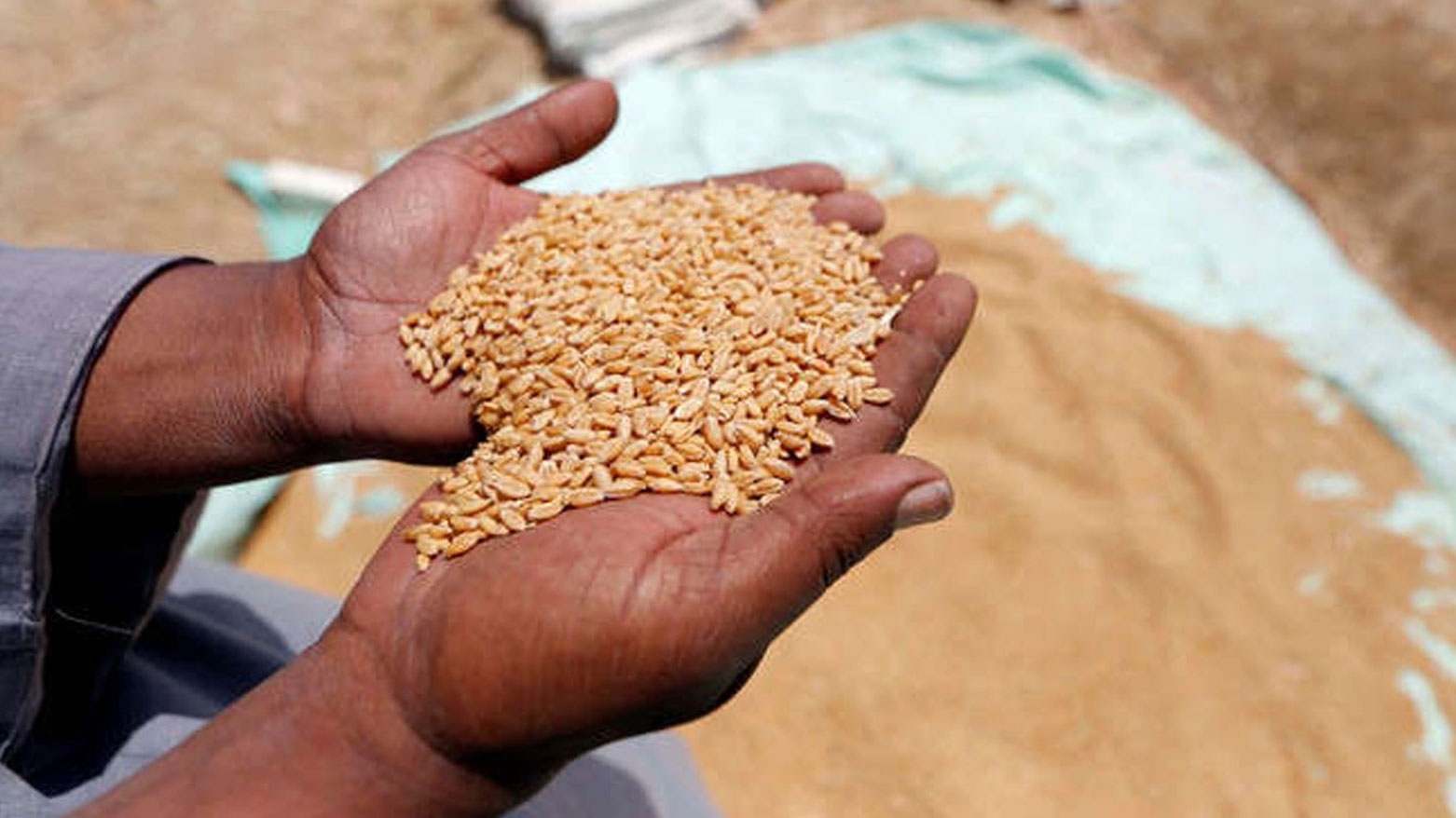 التجارة والصناعة في كوردستان تعلن استلام قمح مزارعي الإقليم غداَ