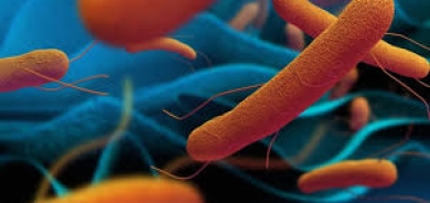 دواء يقضي على حمى التيفوئيد بنسبة 99.9 %