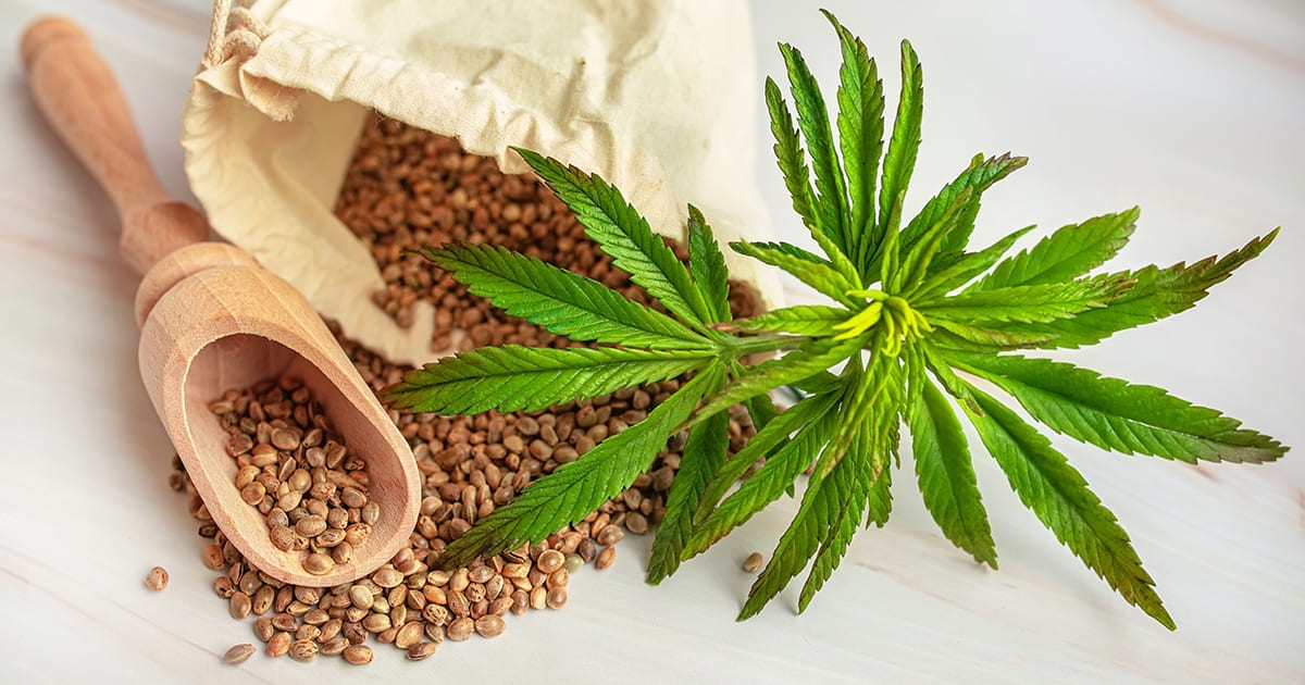 تعاطي الماريغوانا يُضاعف خطر الوفاة بأمراض القلب