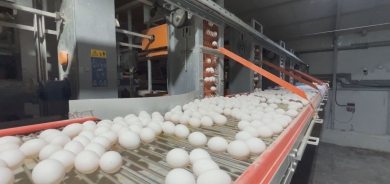 طفرة في إنتاج بيض المائدة بإقليم كوردستان.. من الاكتفاء الذاتي إلى التصدير الخارجي