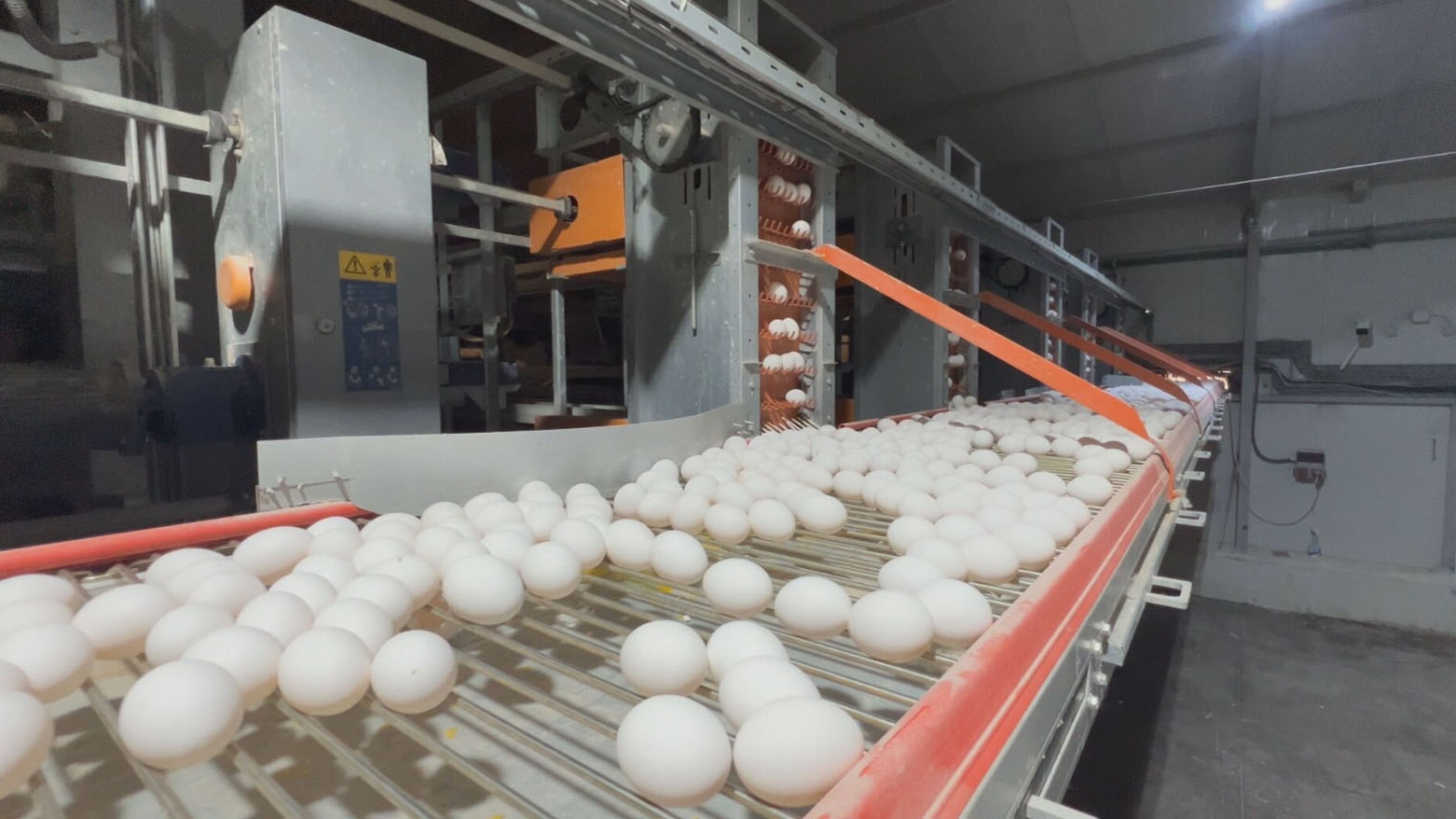 طفرة في إنتاج بيض المائدة بإقليم كوردستان.. من الاكتفاء الذاتي إلى التصدير الخارجي