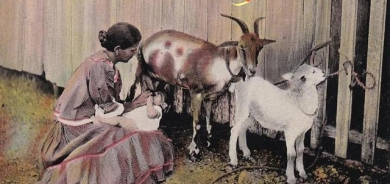 شیری گیانداران بۆ منداڵی ساوا