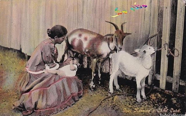 شیری گیانداران بۆ منداڵی ساوا