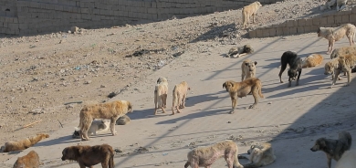 محافظ أربيل: فرق ميدانية تجمع 50 كلباً سائباً يومياً وتحيلها للمأوى