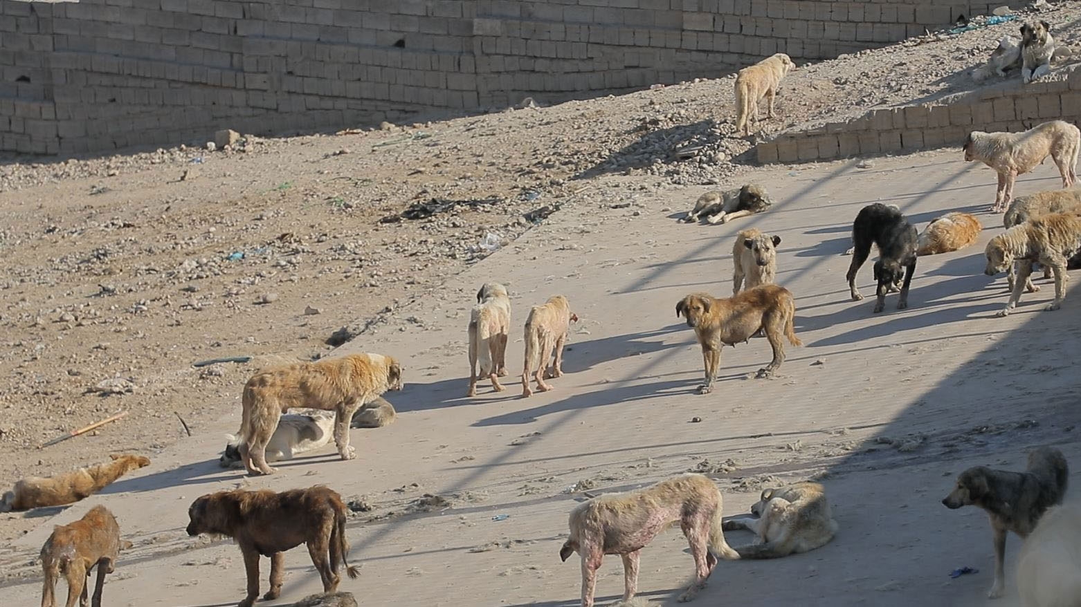 محافظ أربيل: فرق ميدانية تجمع 50 كلباً سائباً يومياً وتحيلها للمأوى