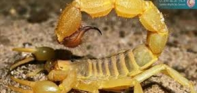 علماء: سم عقارب الأمازون يقتل خلايا سرطان الثدي