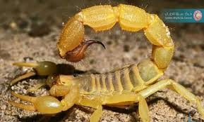 علماء: سم عقارب الأمازون يقتل خلايا سرطان الثدي