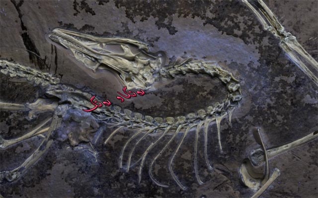 بۆ زانیاریت،  دایناسۆرە پەڕدارەكان