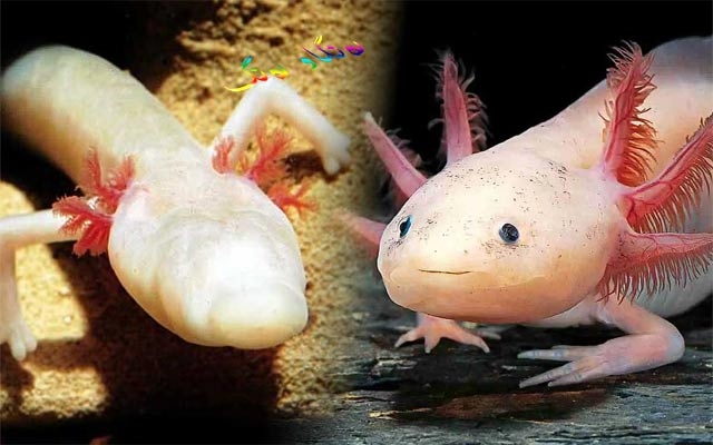 تەمبەڵترین ئاژەڵ لە جیهاندا