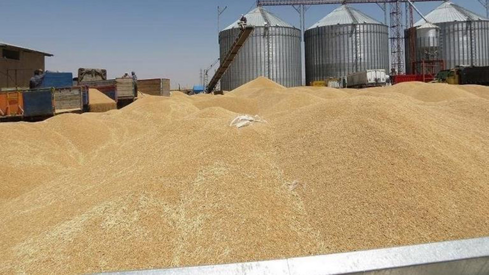 هيئة الاستثمار تعلن آلية استلام الحنطة من فلاحي إقليم كوردستان