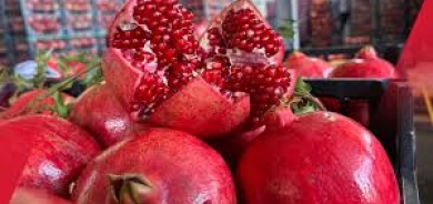 زراعة اربيل: اكتفاؤنا الذاتي ينمو.. تحوّلنا من الاستيراد الى التصدير