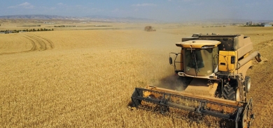 KRG Continues Local Wheat Purchases Despite Unpaid Dues from Baghdad