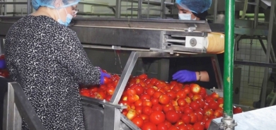 مصنع حرير لمعجون الطماطم.. قصة نجاح كوردستانية تصل إلى الأسواق العالمية