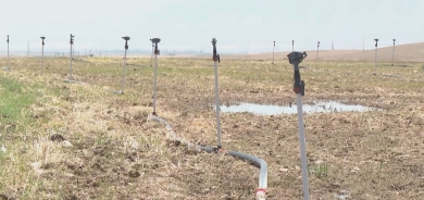 مزارع كوردي يبتكر طريقة جديدة لزراعة الأرز توفر المياه وتقلل التكاليف