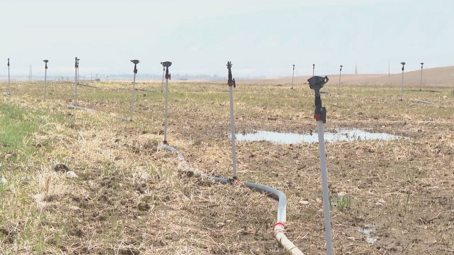 مزارع كوردي يبتكر طريقة جديدة لزراعة الأرز توفر المياه وتقلل التكاليف