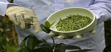 چای پیوریی گرانبەها