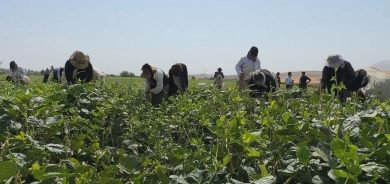 حقول كوردستان تُزهر الحياة: آلاف فرص العمل الموسمية في موسم الحصاد