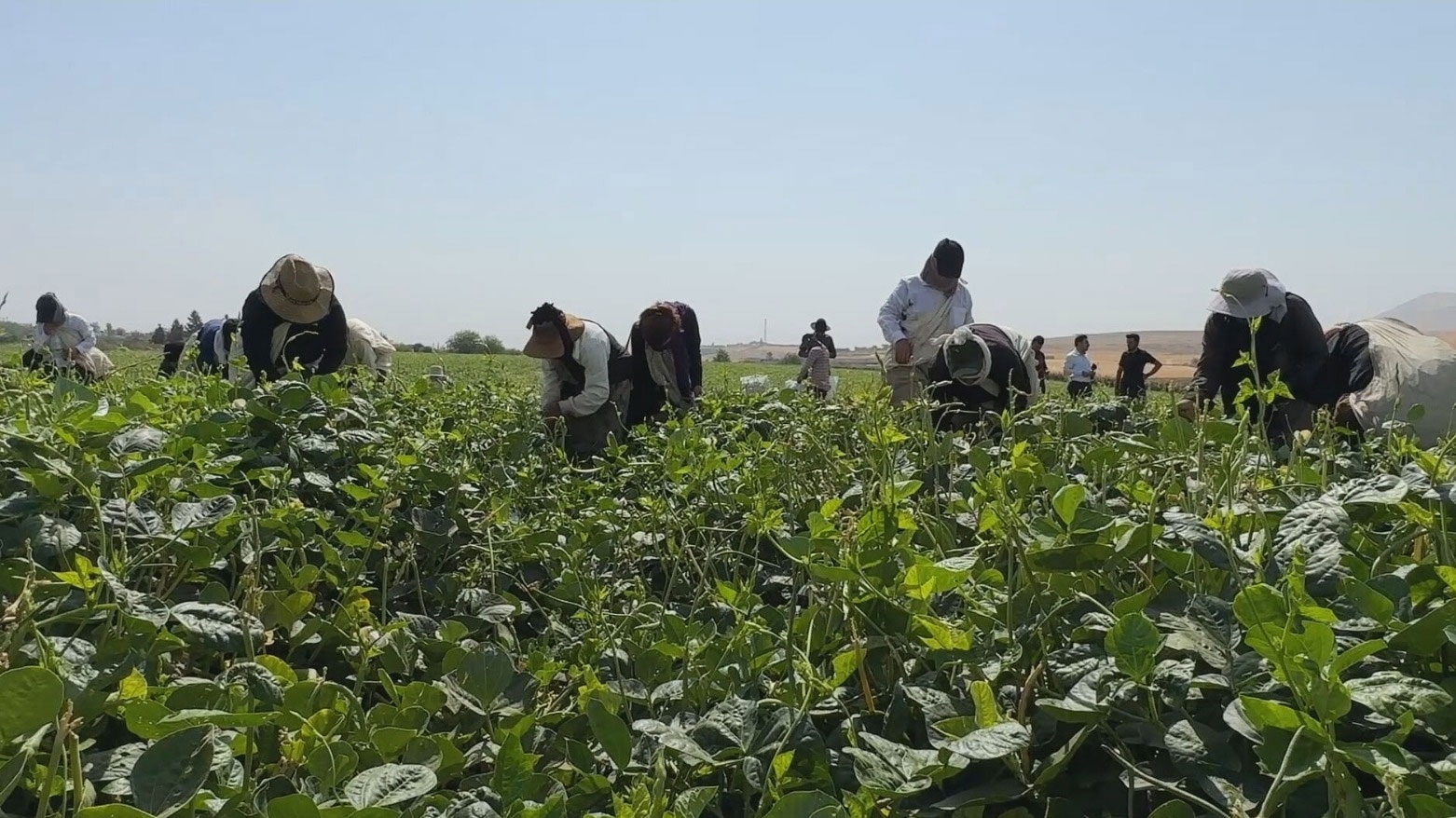 حقول كوردستان تُزهر الحياة: آلاف فرص العمل الموسمية في موسم الحصاد