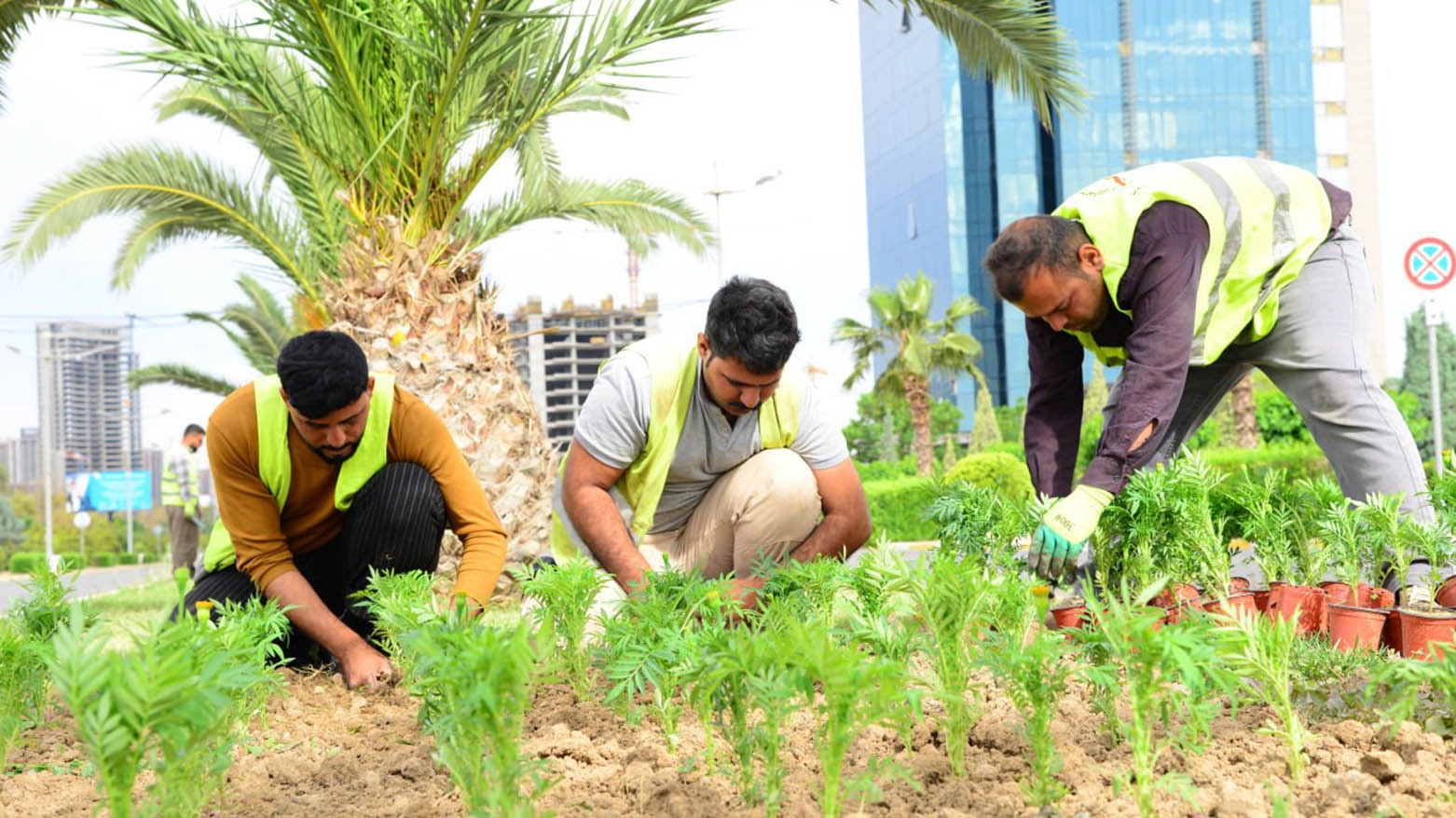 نسبة المساحات الخضراء في أربيل تقترب من الـ 20 بالمئة