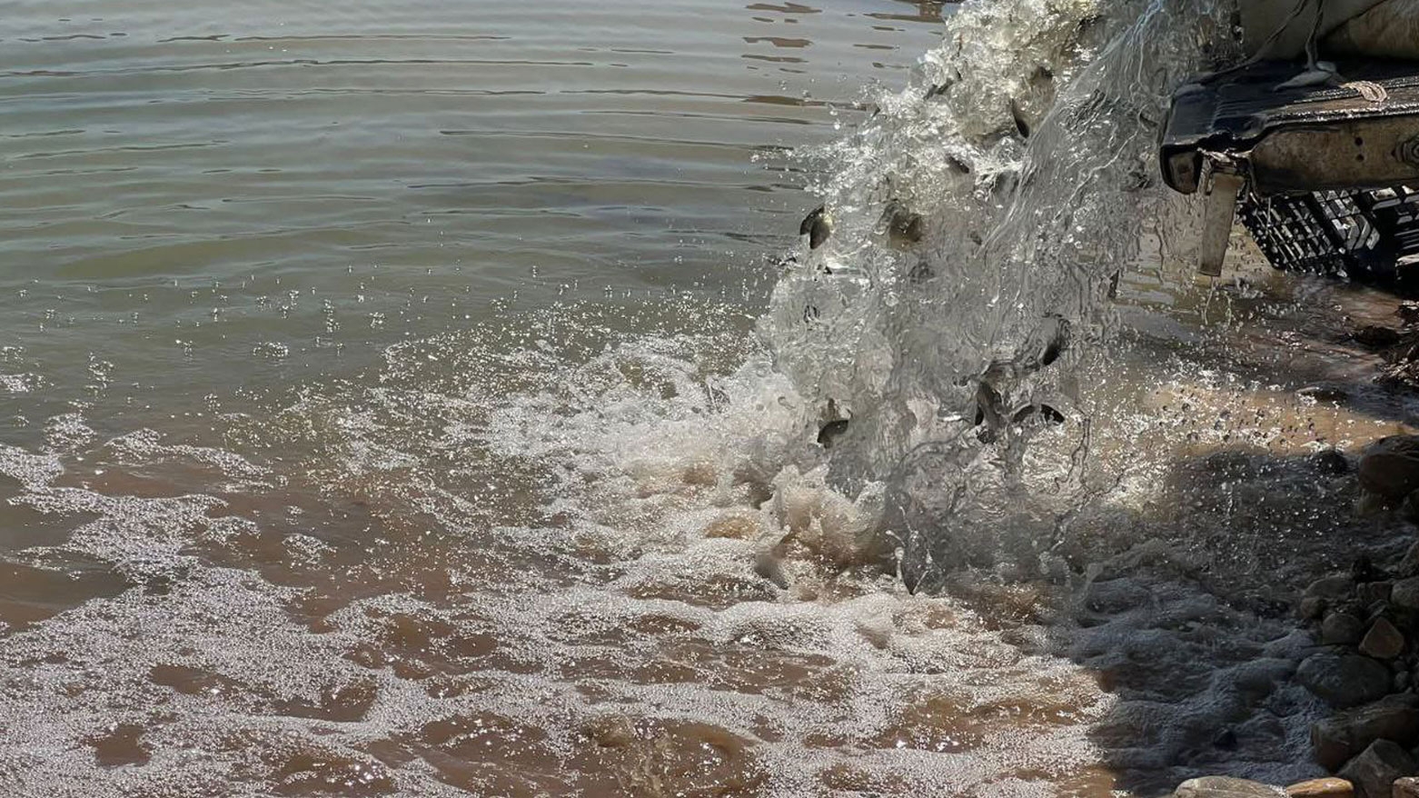 كوردستان تعزّز مخزونها السمكي بإطلاق أكثر من 400 ألف إصبعية في سد دوكان