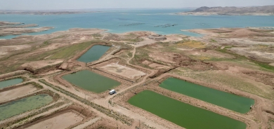 مشروع روناكي يعزز استدامة تربية الأسماك ويزيد الإنتاج في كوردستان