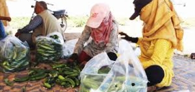 انخفاض إنتاج الخيار يرفع أسعاره في أسواق إقليم كوردستان