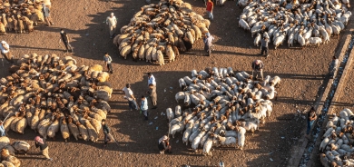 نمو قطاع تربية المواشي في كوردستان رغم آثار الجفاف