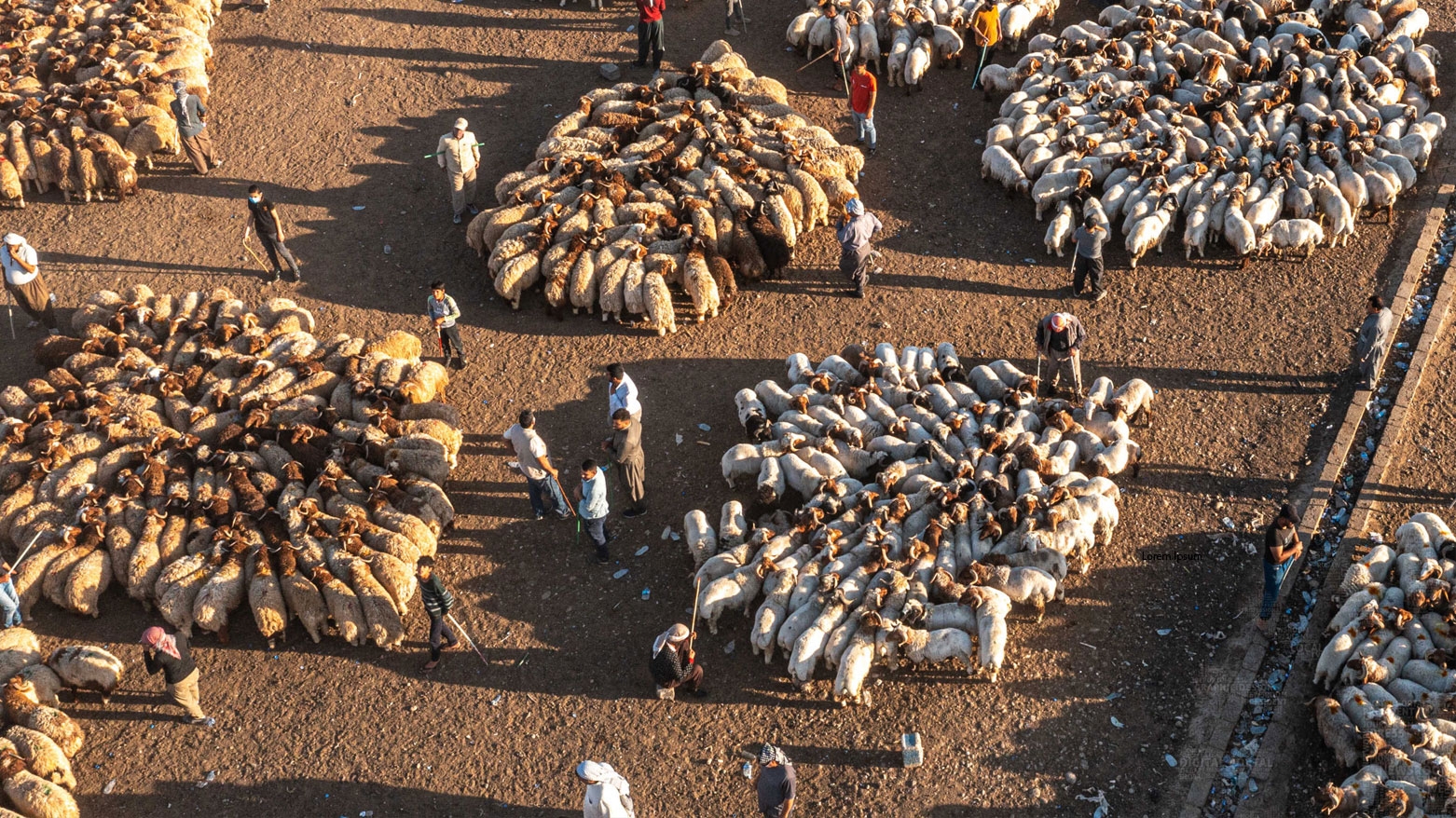 نمو قطاع تربية المواشي في كوردستان رغم آثار الجفاف