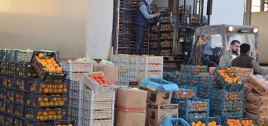 Erbil Farmers Export 3,000 Tons of Daily Produce to Central and Southern Iraq
