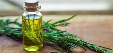 تساعد في علاج تساقط الشعر... تعرف على عشبة إكليل الجبل