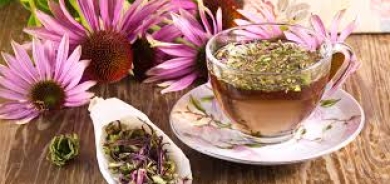 من تعزيز المناعة إلى محاربة القلق... ما أهمية عشبة القنفذية؟