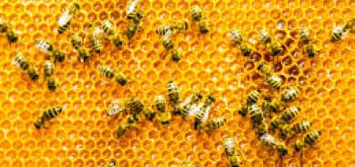 سم النحل قد يساعد في علاج سرطان الثدي