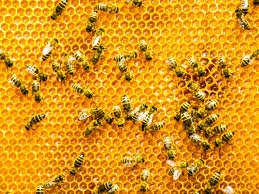 سم النحل قد يساعد في علاج سرطان الثدي