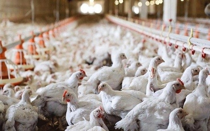 Kurdistan Region’s Poultry Sector Booms with Over 280,000 Tons of Annual Chicken Meat Production